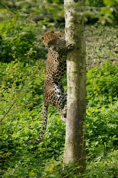 Panthere Du Dri Lanka panthera pardus kotiya — Stok fotoğraf