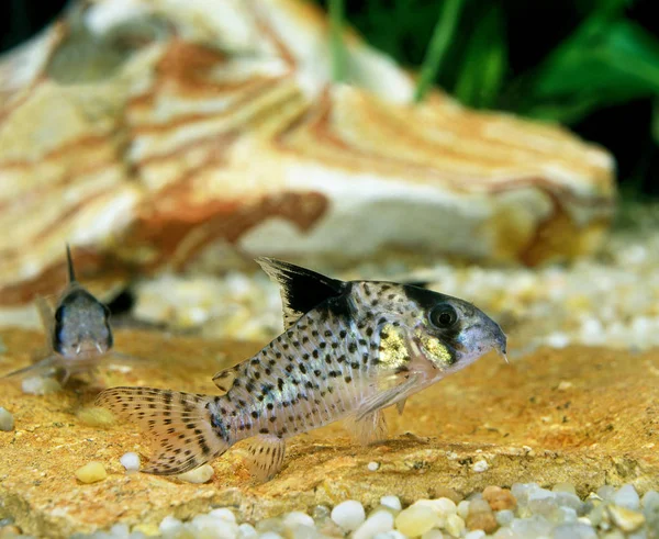 CORYDORAS corydoras delphax — Stock Photo, Image