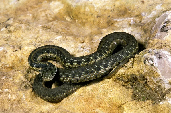 뱀 jarretiere Samnophis marcianus — 스톡 사진