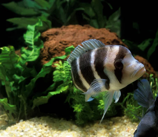 Bossu Du Tanganyika cyphotilapia frontosa —  Fotos de Stock