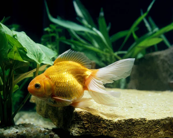 Poisson Rouge carassius auratus — стокове фото