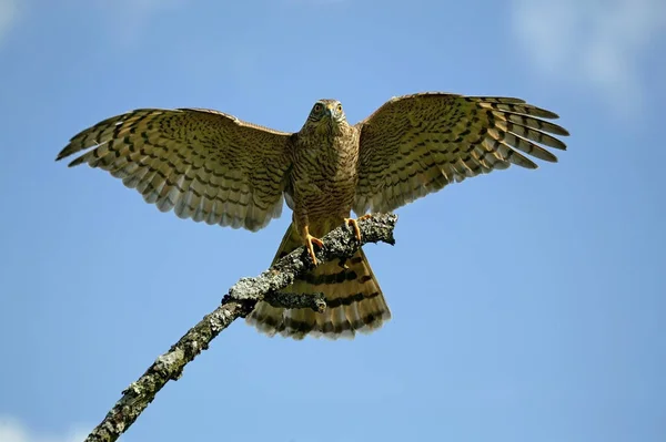 EPERVIER D 'EUROPE accipiter nisus — стоковое фото