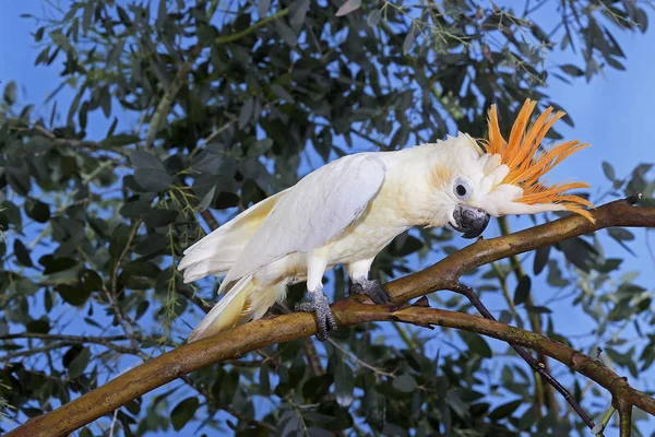 KAKATIONER A HUPPE ORANGE cacatua sulfaturinstof citrinocristata - Stock-foto