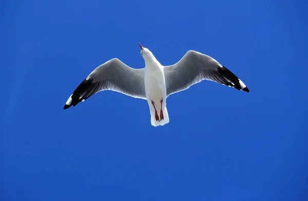 GOELANDIA AUSTRAL larus pacificus — Foto de Stock