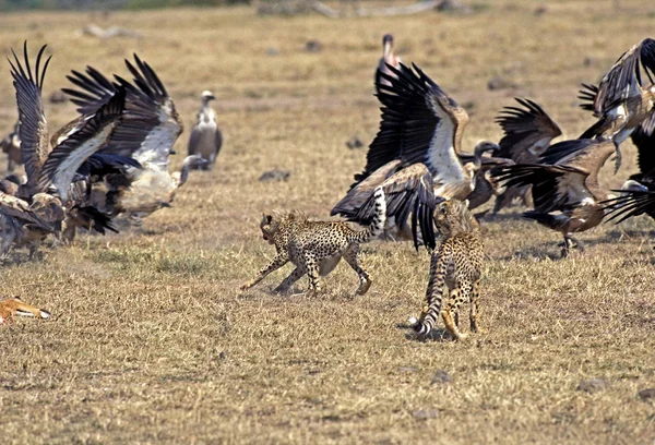 Guepard asinonyx jubatus — Stok fotoğraf