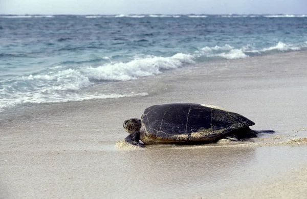 Folter Caouanne caretta caretta — Stockfoto