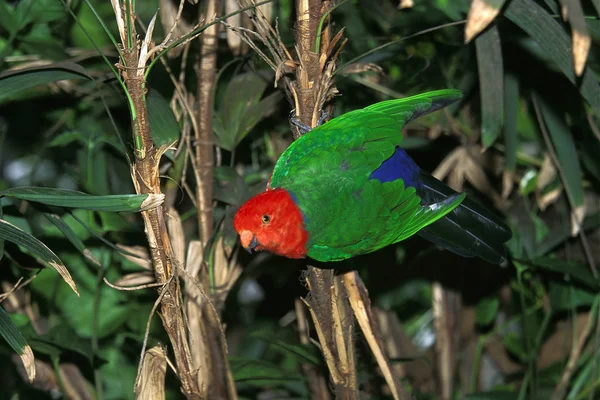 Perruche Royale alisterus scapularis Nincs magyar neve — Stock Fotó