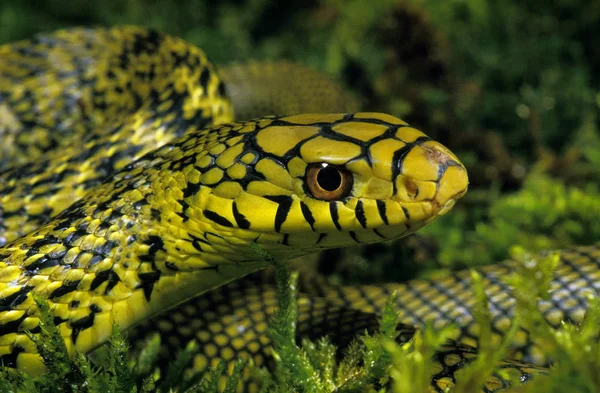 Ratier Serpente Chinois elaphe carinata — Fotografia de Stock