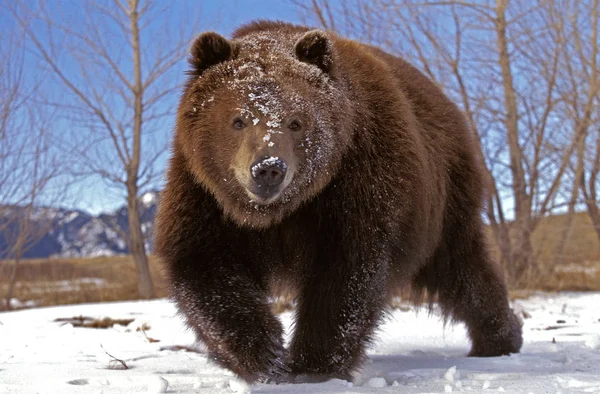 Miénk Kodiak ursus arctos middendorffi — Stock Fotó