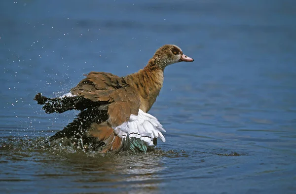 OIE D 'EGYPTE alopochen aegyptiacus — Fotografia de Stock