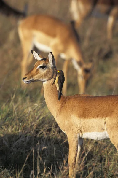 Impala-Aepyceros melampus — Stockfoto