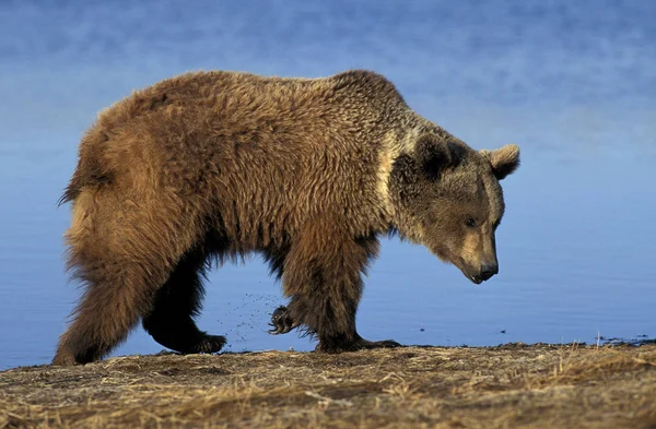 OURS GRIZZLY ursus arctos horribilis — Stock Photo, Image