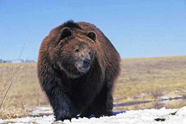 Наш Kodiak ursus arctos middendendendorffi — стокове фото