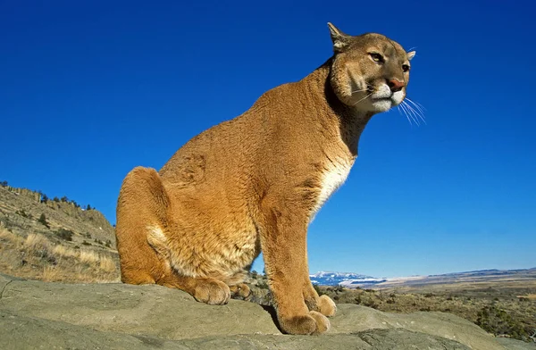 Puma puma concolor — Stok fotoğraf