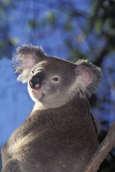 Koala phascolarctos cinereus — Stock fotografie