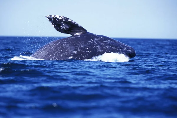 Baleine Grise eschrichtius robustus — Fotografia de Stock