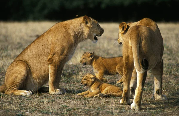 LION D 'AFRIQUE panthera leo — Fotografia de Stock