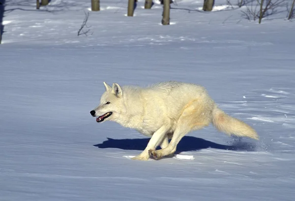 Loup Blanc De La Toundra canis lupus tundrarum — Stockfoto