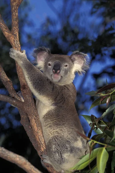 Koala phascolarctos cinereus — стоковое фото