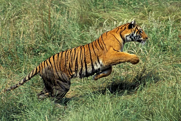 TIGRE DU BENGALE panthera tigris tigris — Stock Photo, Image