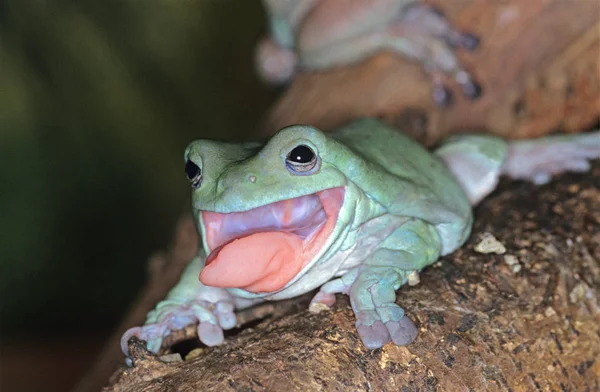 Rainette De White litoria caerulea — стокове фото