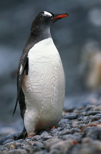 Manchot Papou pygoscelis papua — Stockfoto