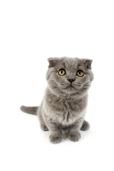 SCOTTISH FOLD BLEU — Stock Photo, Image