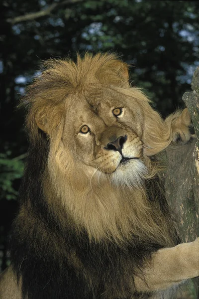 LION D 'AFRIQUE panthera leo — Fotografia de Stock