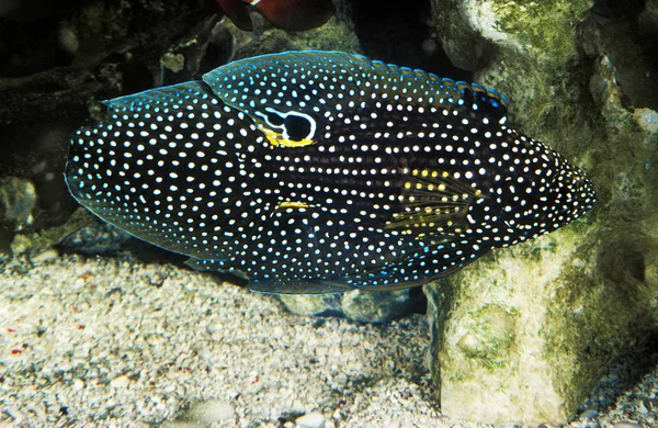 Poisson Comete calloplesiops altivelis — стокове фото