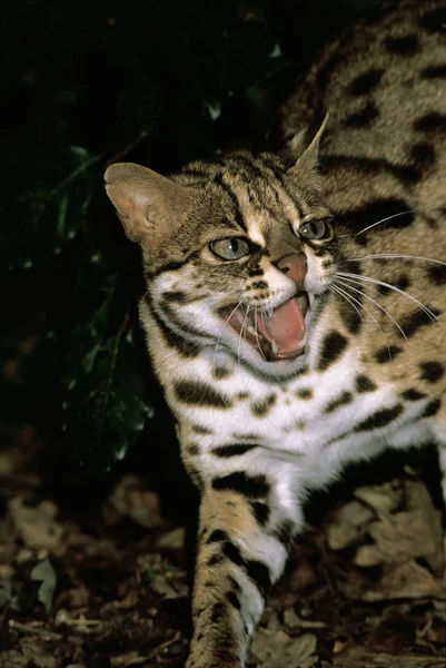 Chat Du Bengale prionailurus bengalensis — Stock fotografie