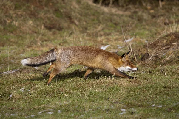 Renard Roux vulpes vulpes — Fotografia de Stock