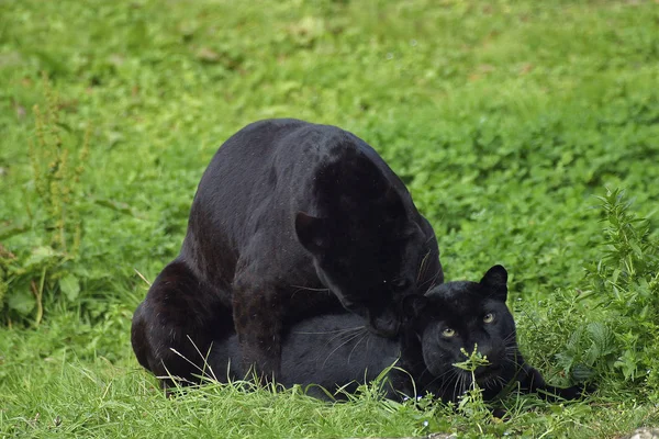 Panthere Noire panthera pardus — стоковое фото