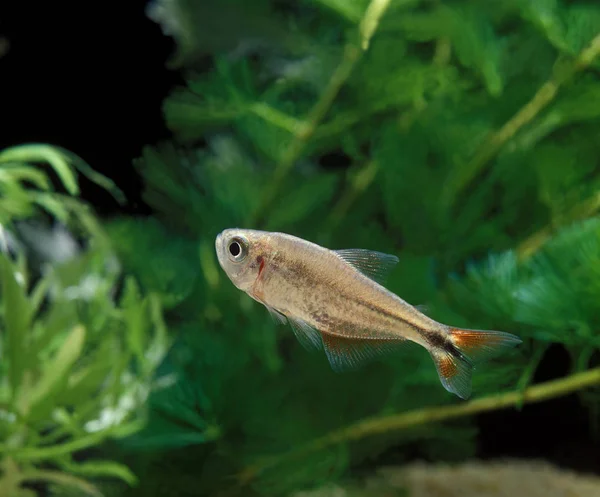 TETRA A LOSANGE hemigrammus caudovittatus — Stock Photo, Image