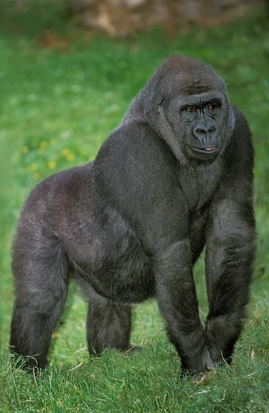 Gorille De Plaine goryl goryl graueri — Zdjęcie stockowe