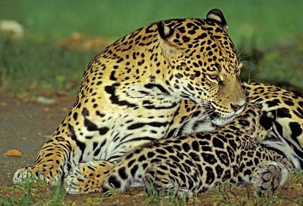 Jaguar Panthera onca — Stok fotoğraf