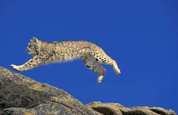 Lynxのルー猫｜lynxのrufus — ストック写真
