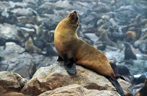 OTARIE A FOURRURE D'AFRIQUE DU SUD arctocephalus pusillus — Stock Photo, Image