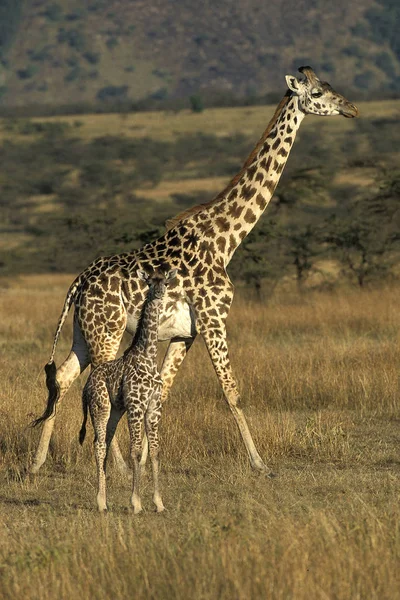 Girafe Masai giraffa camelopardalis tippelskirchi — стокове фото