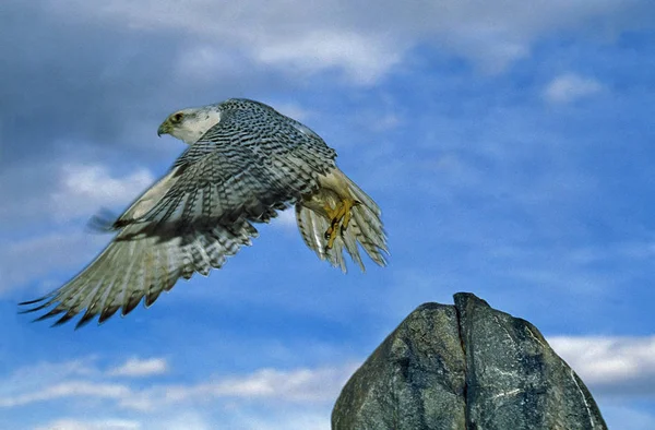 Faucon Gerfaut falco rusticolus — Stockfoto