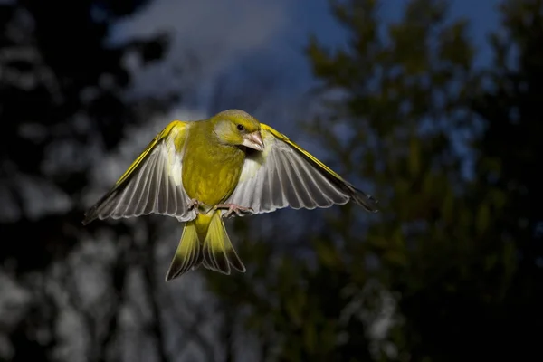 Verdier D'Europe carduelis chloris — Foto Stock