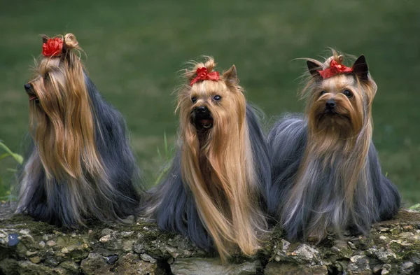 Yorkshire terrier — Zdjęcie stockowe