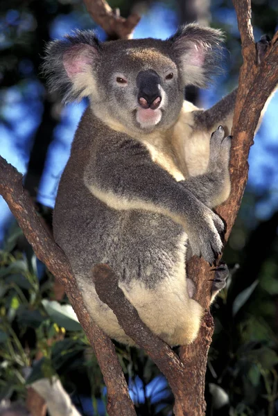 Koala phascolarctos cinereus — стоковое фото