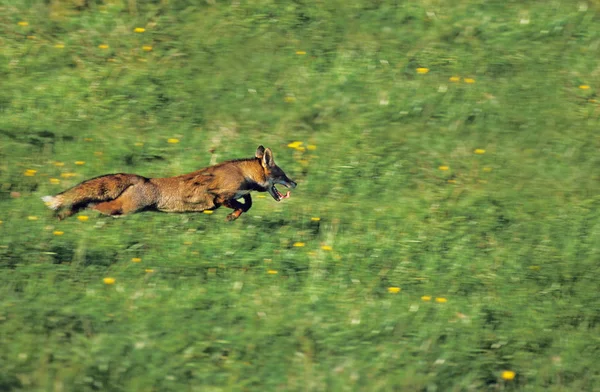 Renard Roux vulpes vulpes — Photo