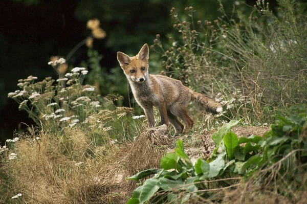 Renard Roux vulpes — Foto de Stock