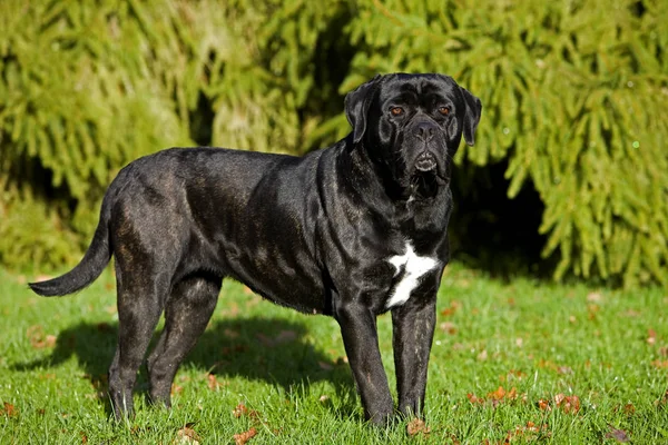 Cane corso — Stock fotografie