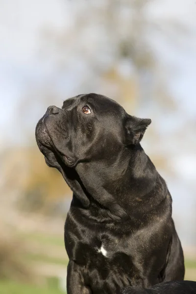 Rohrkorso — Stockfoto