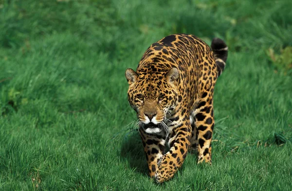 Jaguár panthera onca — Stock fotografie