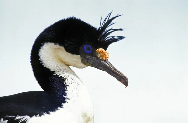 Cormoran Imperial phalacrocorax atriceps albiventer. — Foto de Stock