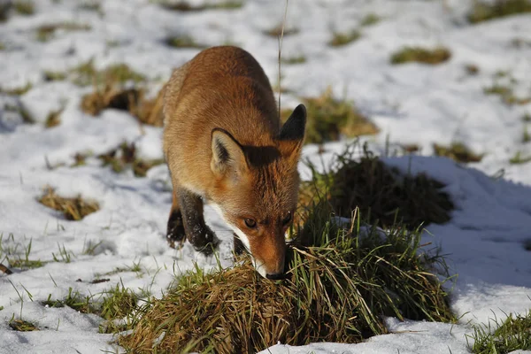 Renard Rouxの彫刻 — ストック写真