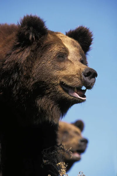 Unser brun ursus arctos — Stockfoto